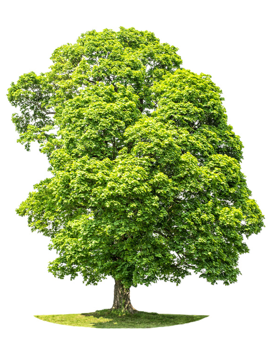 Drzewo i cechy Mental Camp